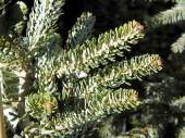 Abies koreana 'Silver Vers' 